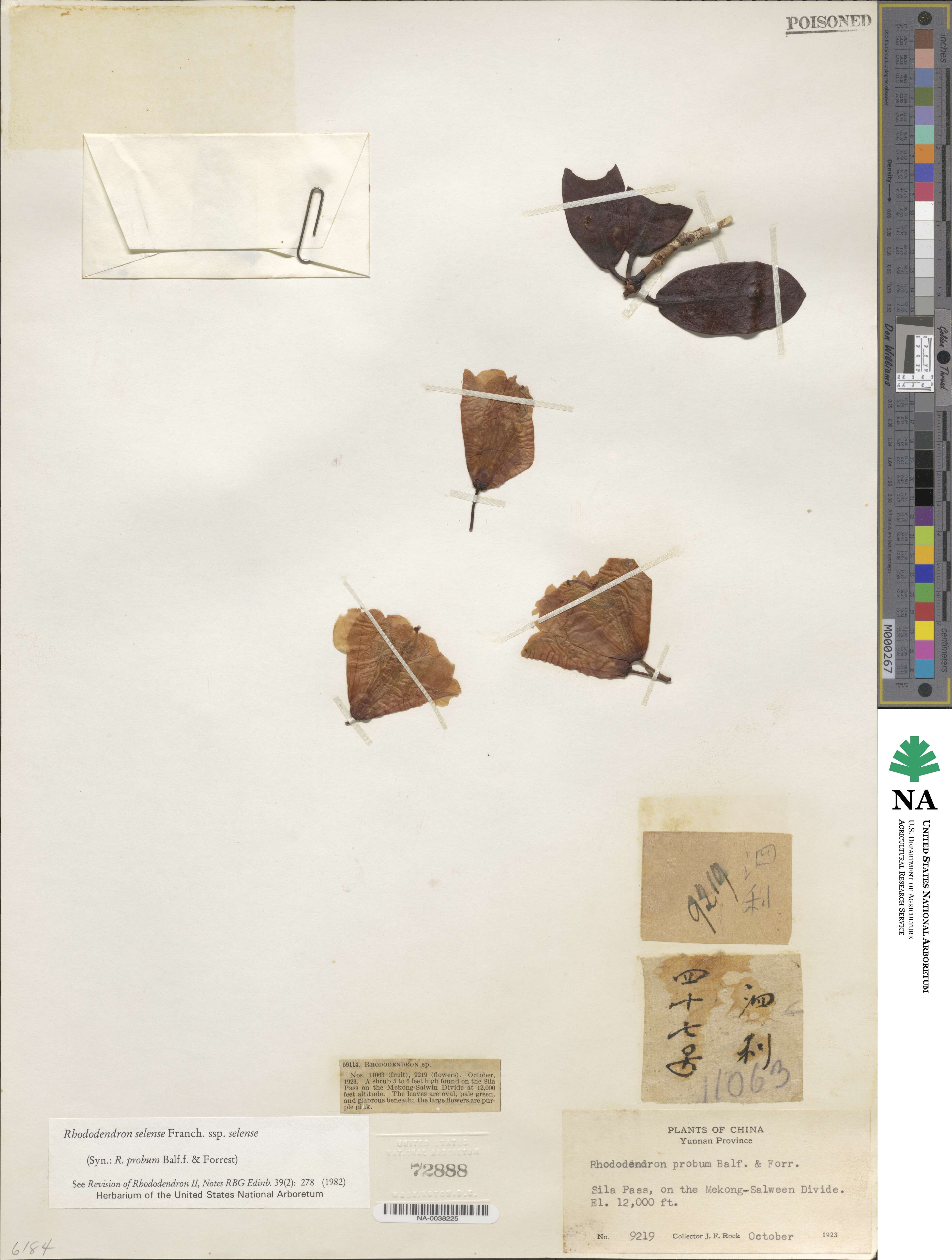 Rhododendron selense image