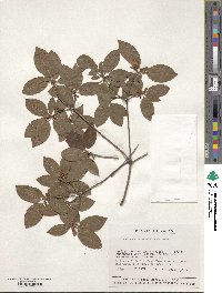 Rhododendron semibarbatum image