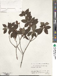 Rhododendron semibarbatum image