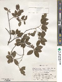 Rhododendron semibarbatum image