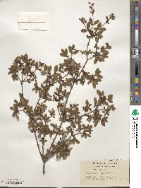 Rhododendron serpyllifolium image