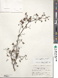 Rhododendron serpyllifolium image