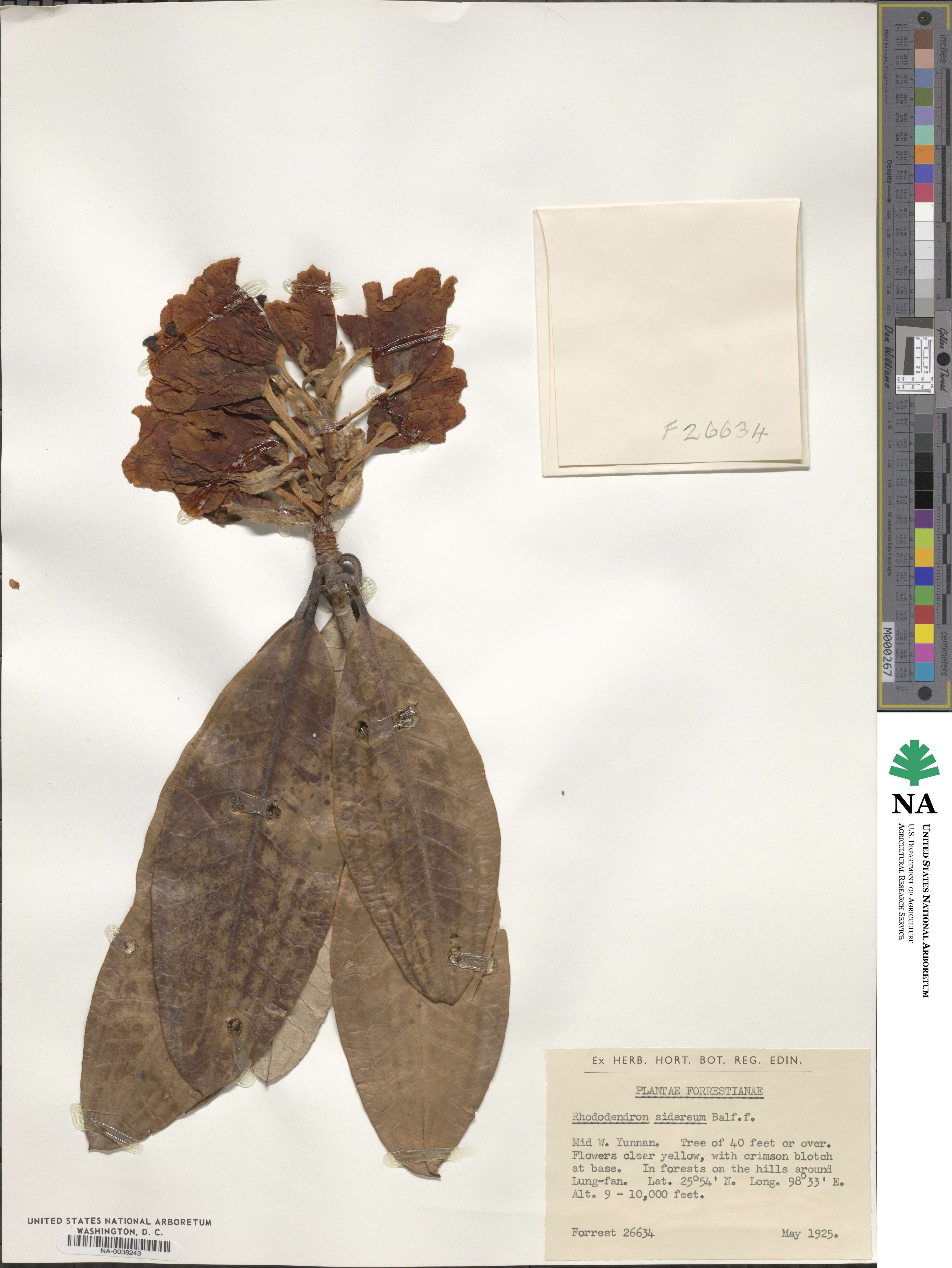 Rhododendron sidereum image