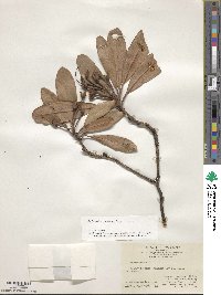 Rhododendron simiarum image