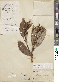 Rhododendron simiarum image