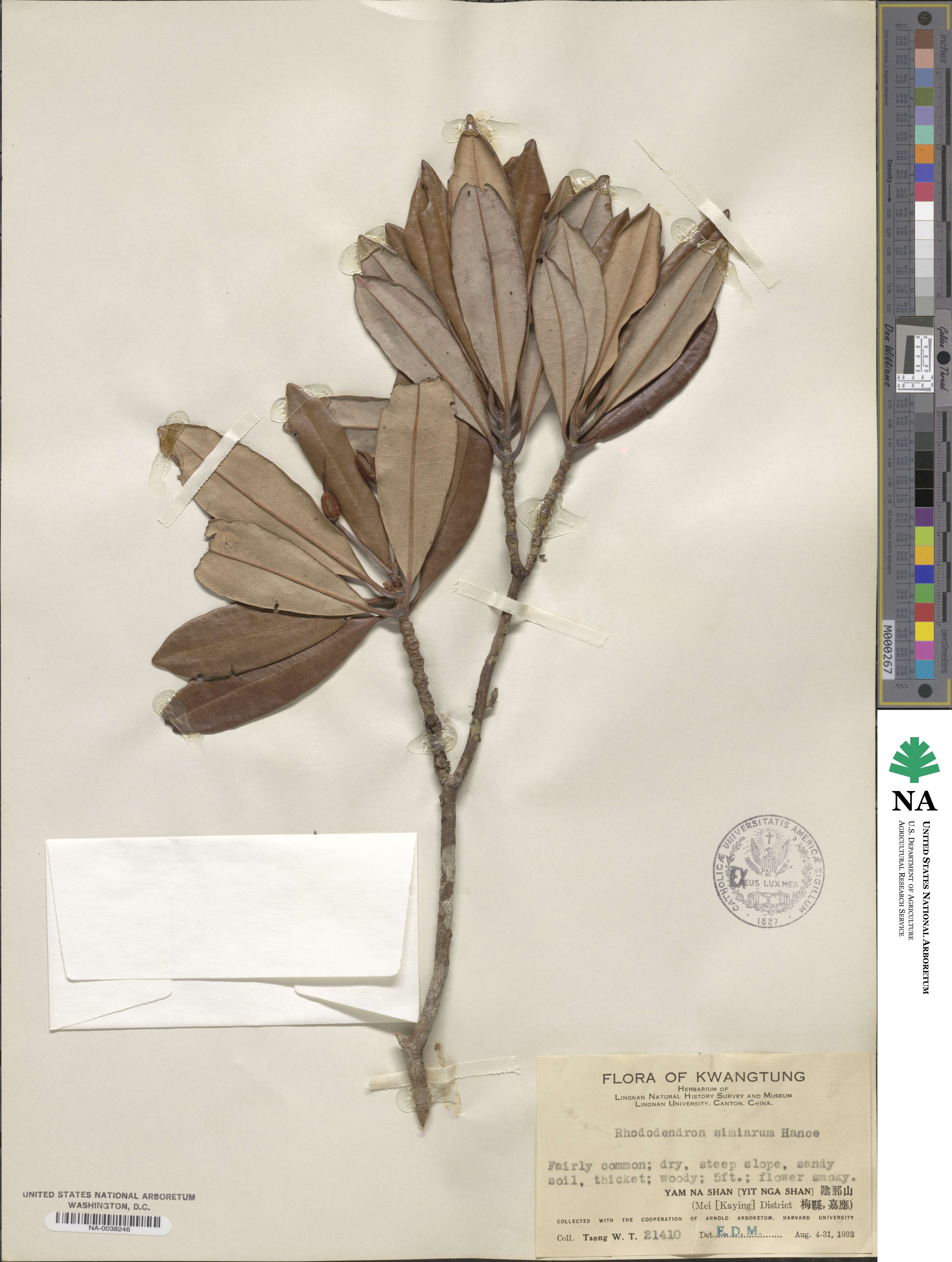 Rhododendron simiarum image