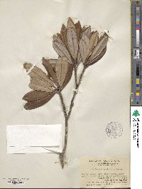 Rhododendron simiarum image