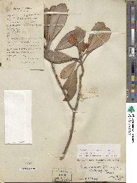 Rhododendron simiarum image