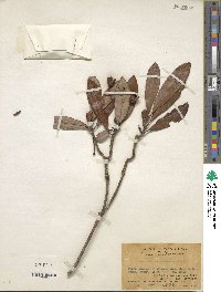 Rhododendron simiarum image