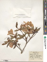 Rhododendron simsii image