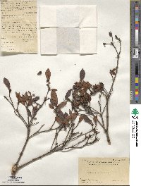 Rhododendron simsii image