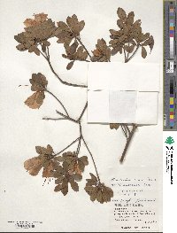 Rhododendron simsii image