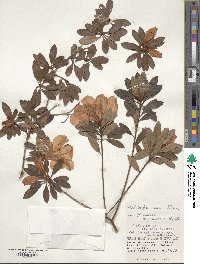 Rhododendron simsii image