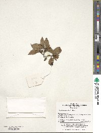 Rhododendron simsii image