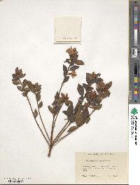 Rhododendron simsii image