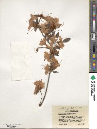 Rhododendron simsii image