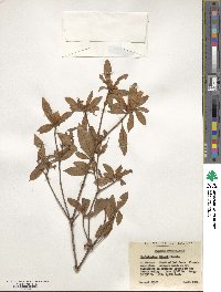 Rhododendron simsii image