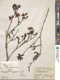 Rhododendron simsii image