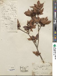 Rhododendron simsii image