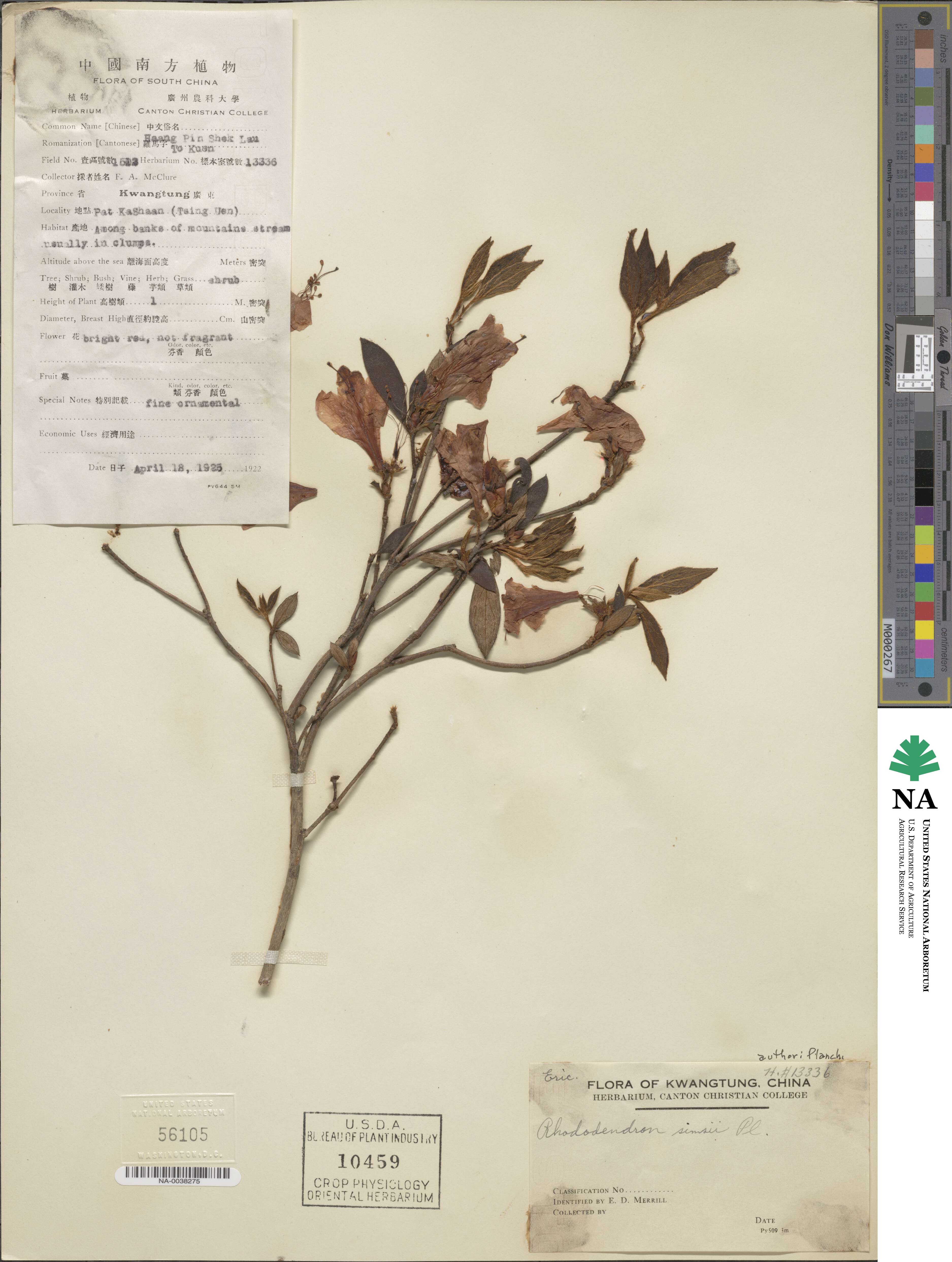 Rhododendron simsii image