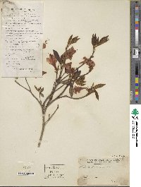 Rhododendron simsii image