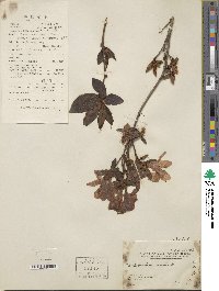 Rhododendron simsii image