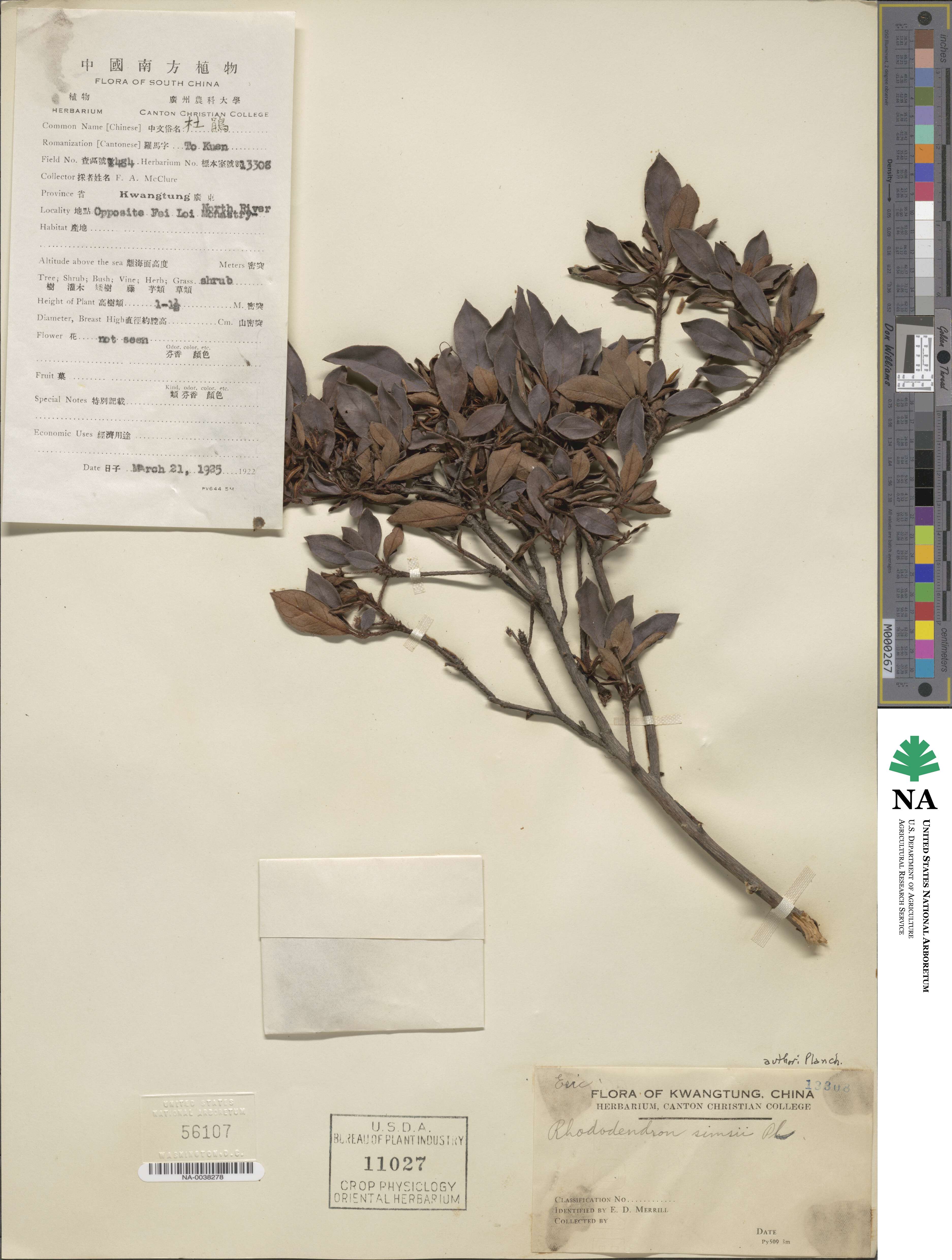 Rhododendron simsii image