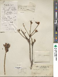 Rhododendron simsii image