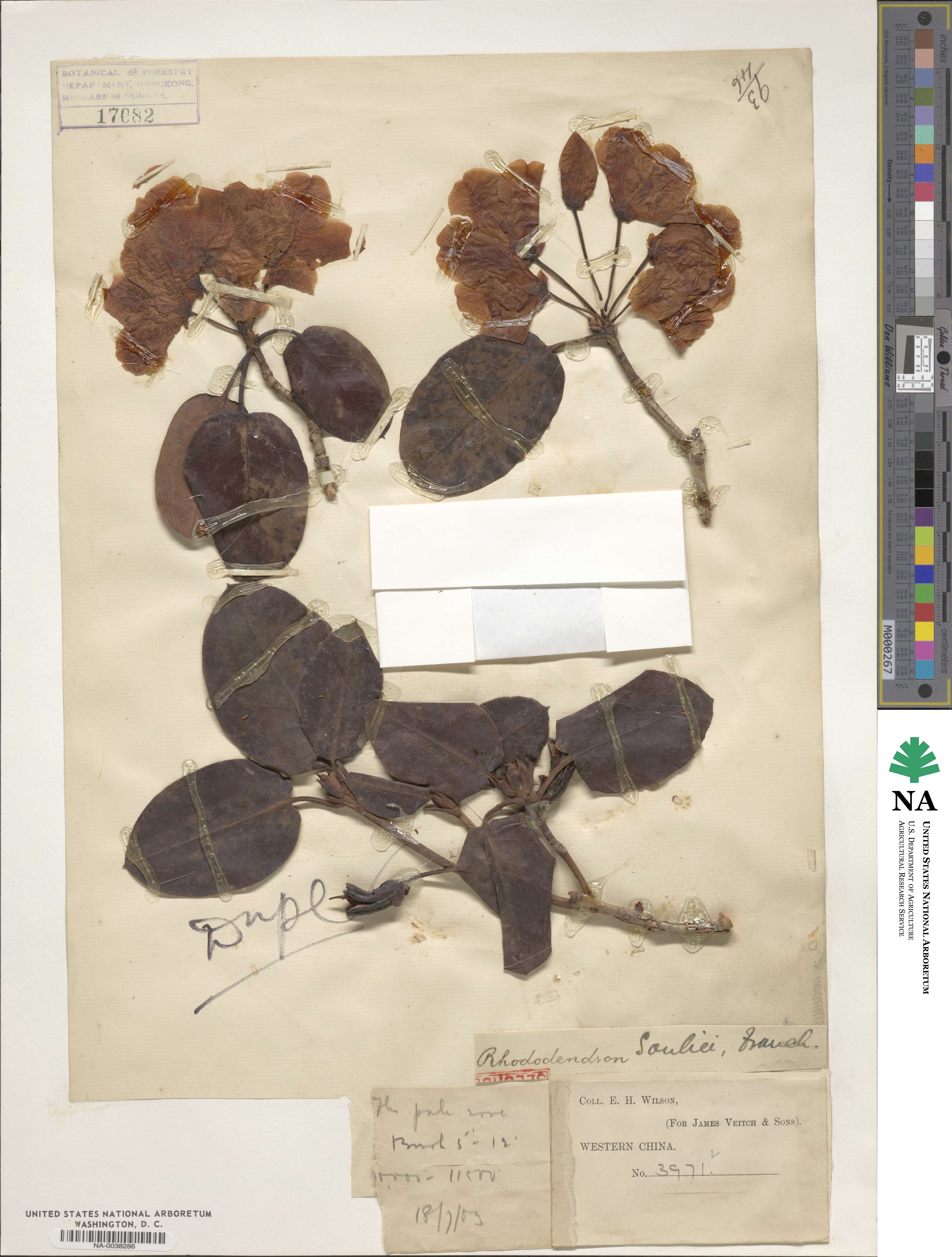 Rhododendron souliei image