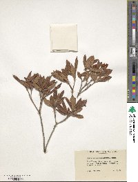 Rhododendron spinuliferum image