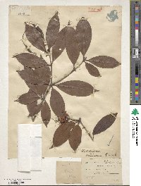 Rhododendron stamineum image