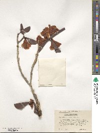 Rhododendron stewartianum image