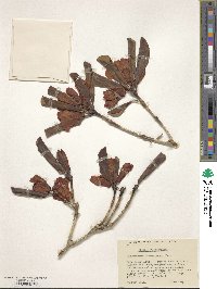 Rhododendron stewartianum image