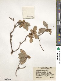 Rhododendron sulfureum image