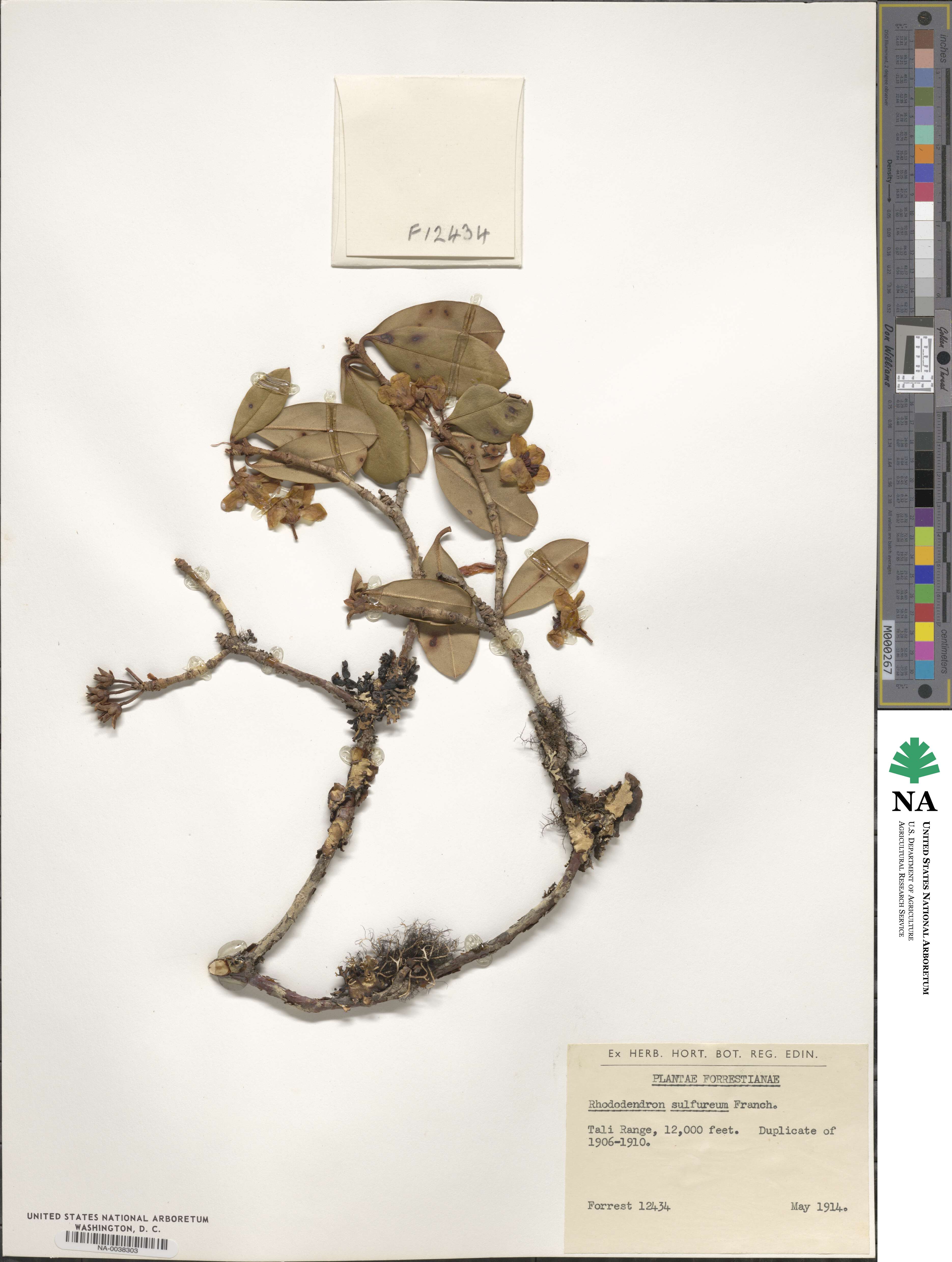 Rhododendron sulfureum image