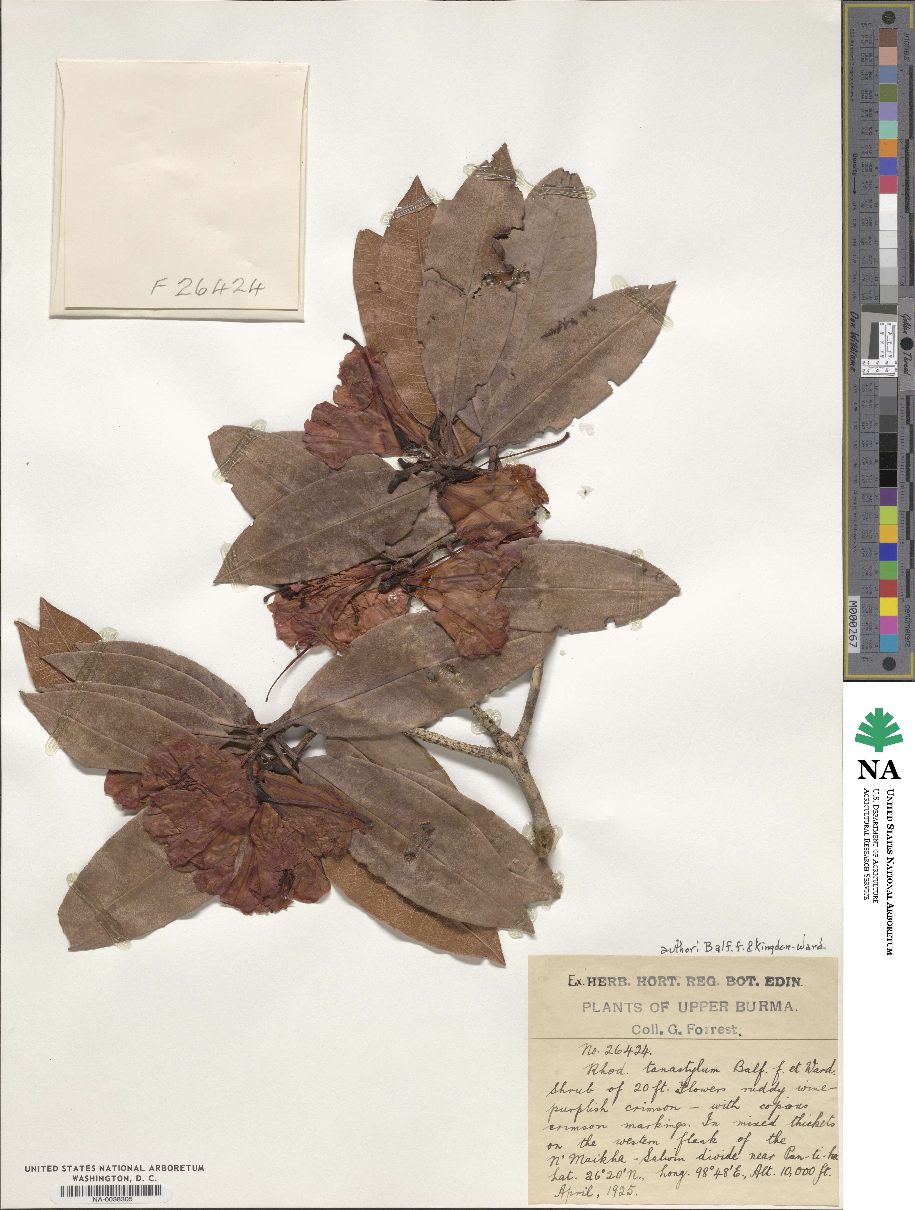 Rhododendron tanastylum image