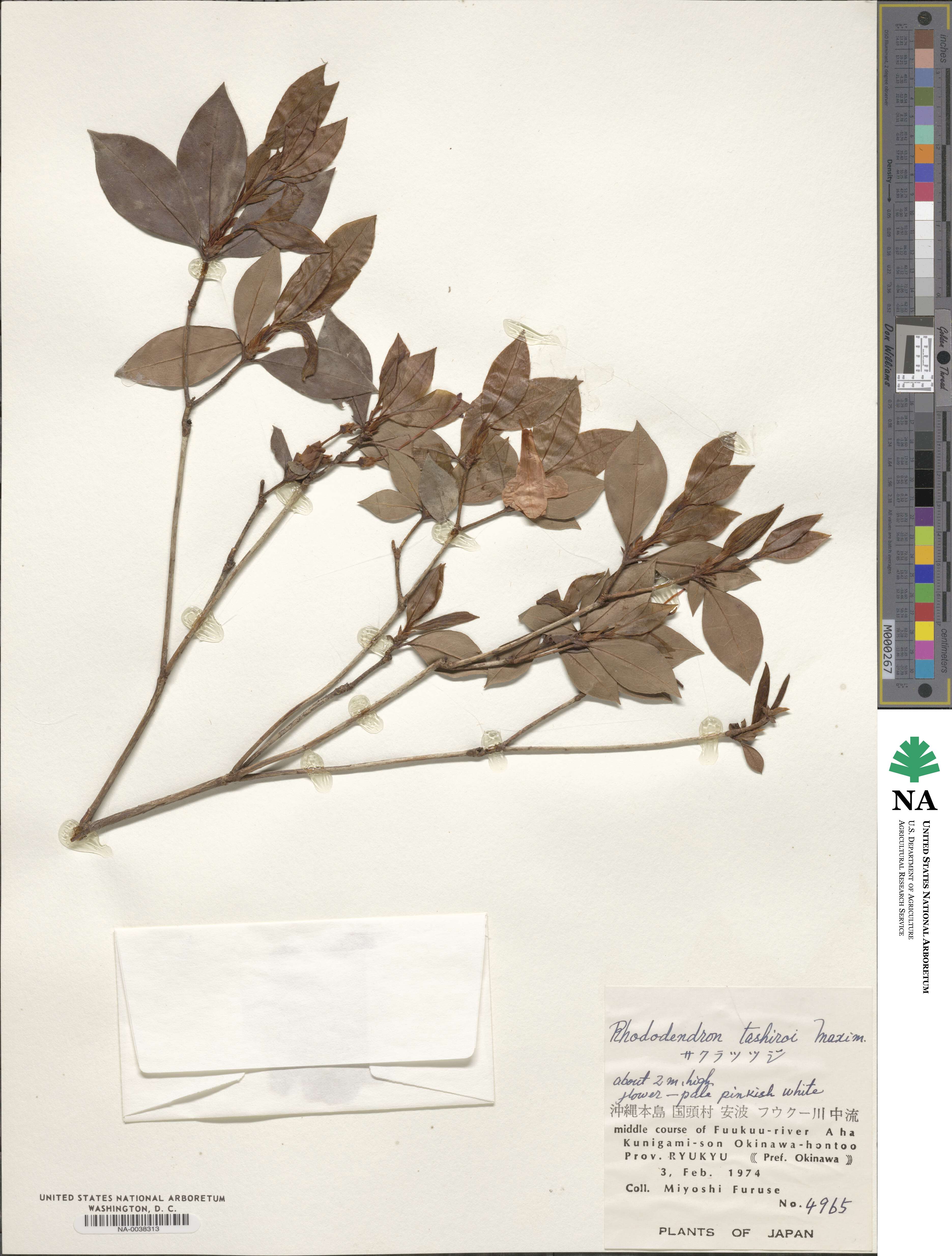 Rhododendron tashiroi image