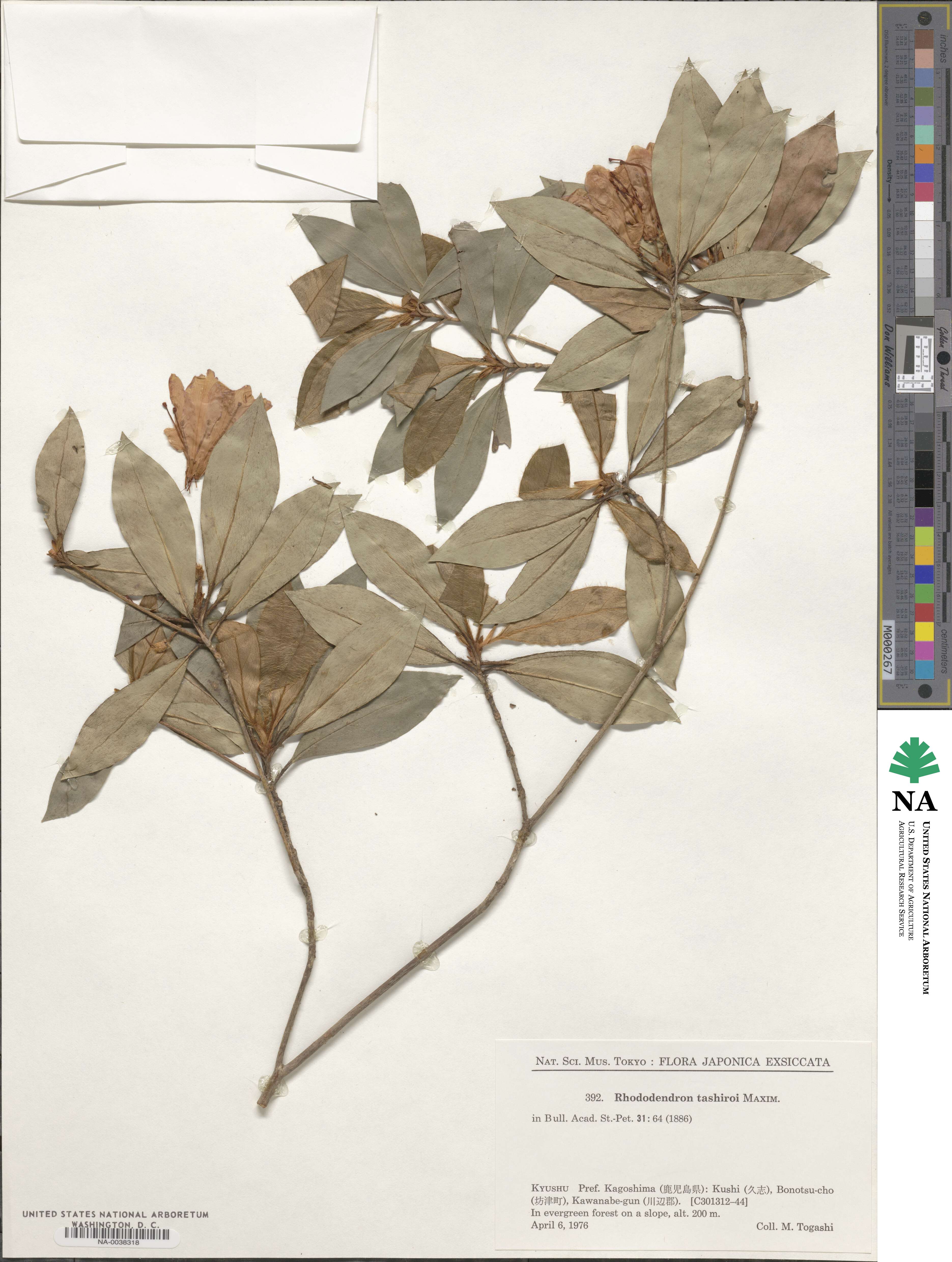 Rhododendron tashiroi image