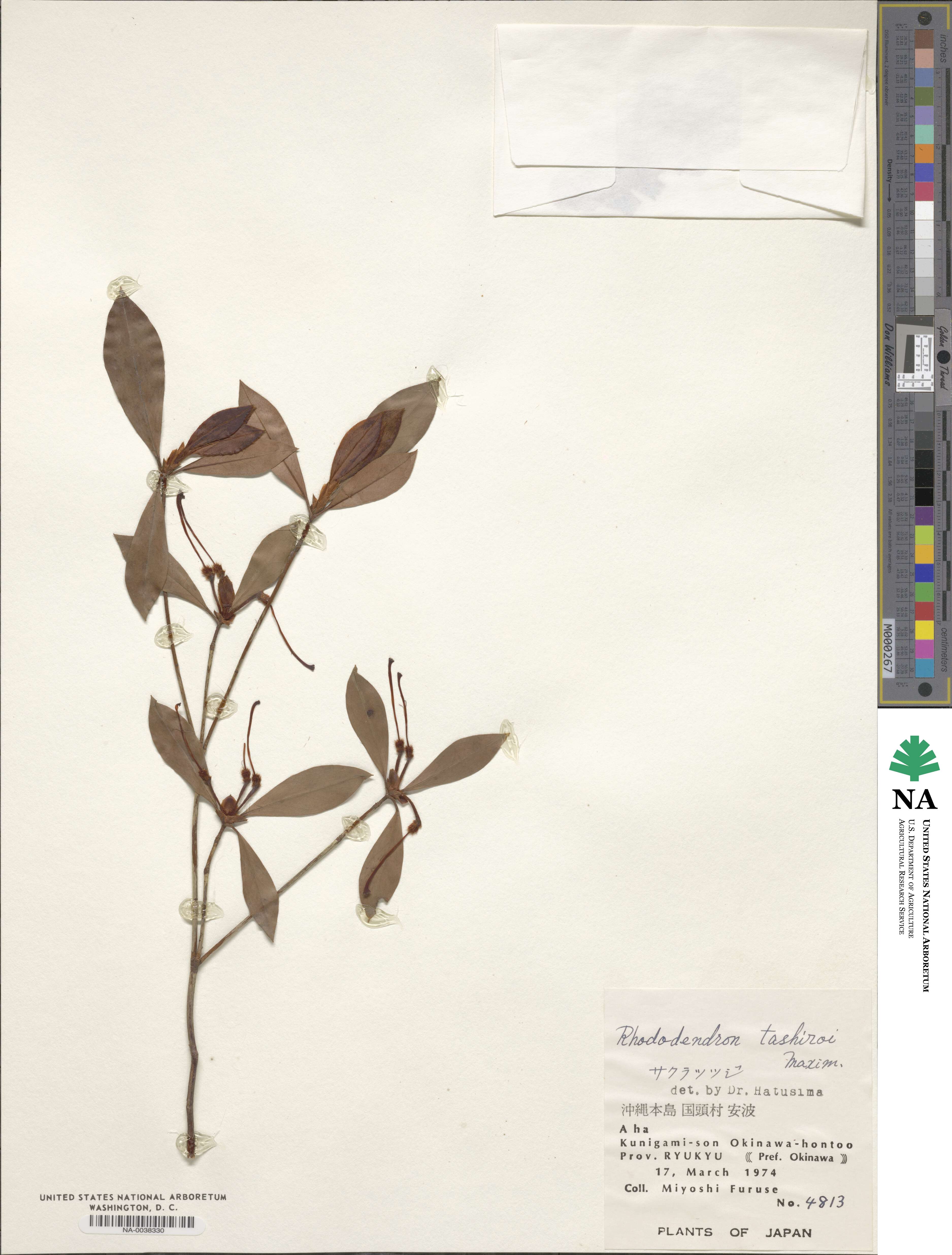 Rhododendron tashiroi image