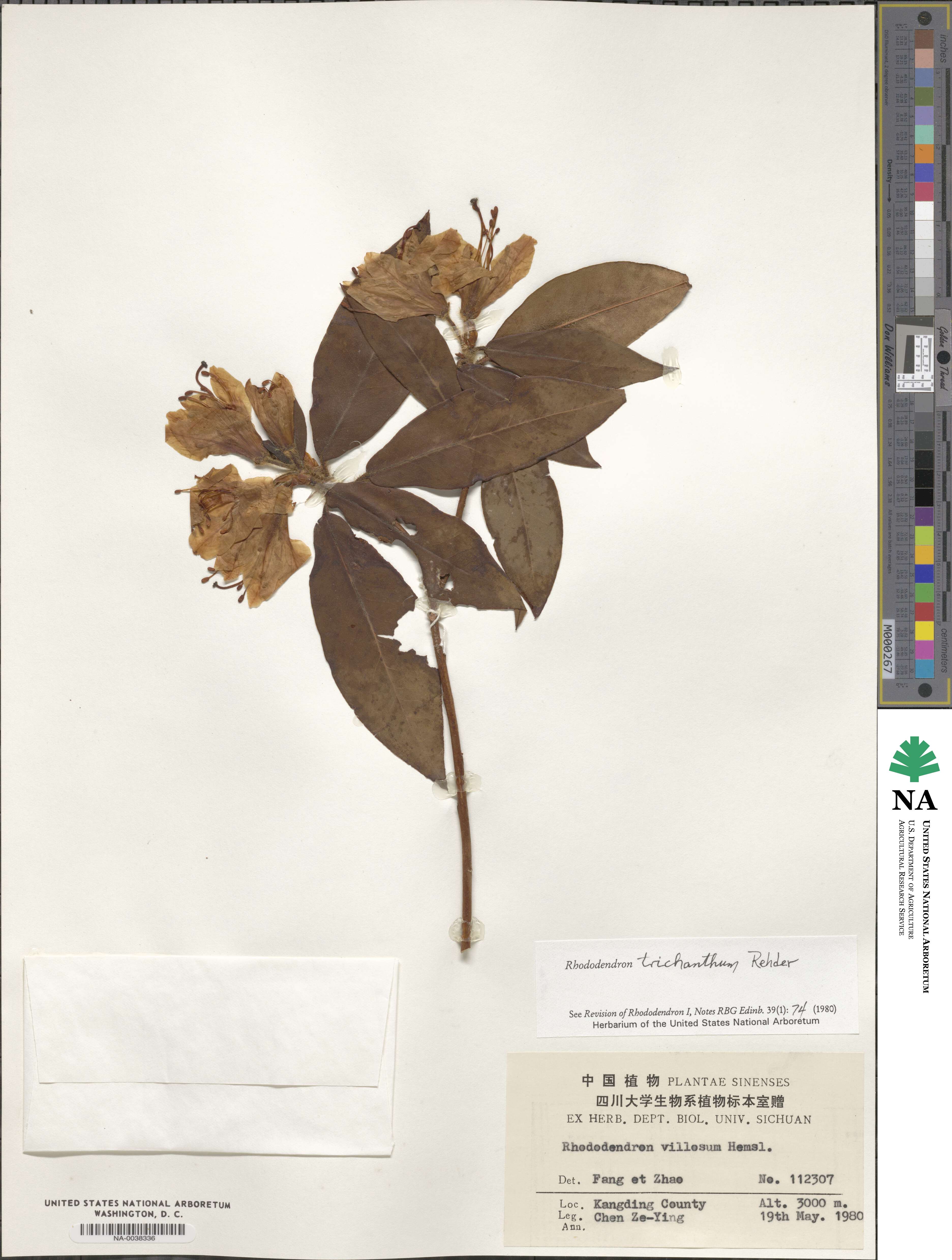 Rhododendron trichanthum image