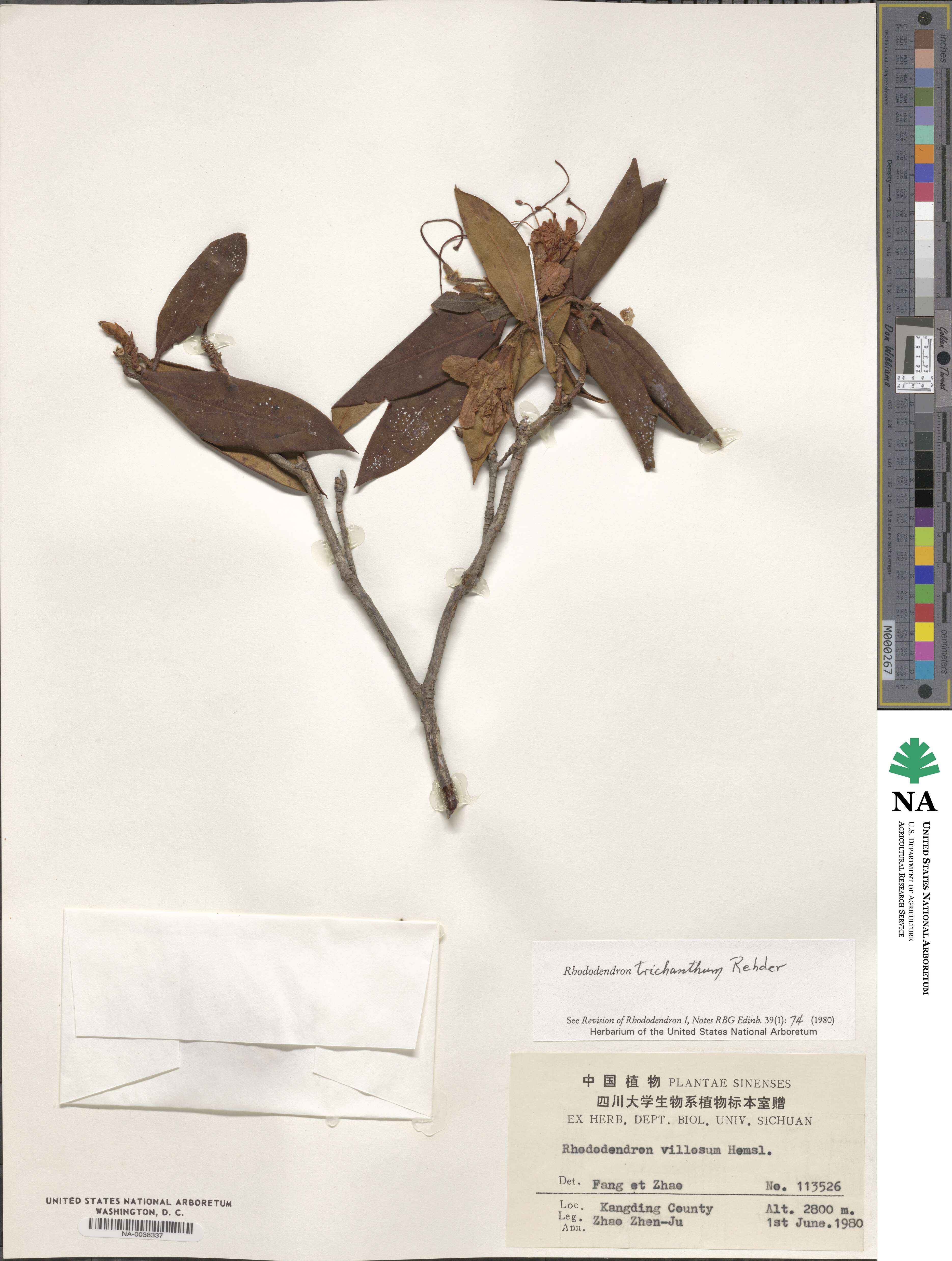 Rhododendron trichanthum image