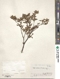 Rhododendron tschonoskii image