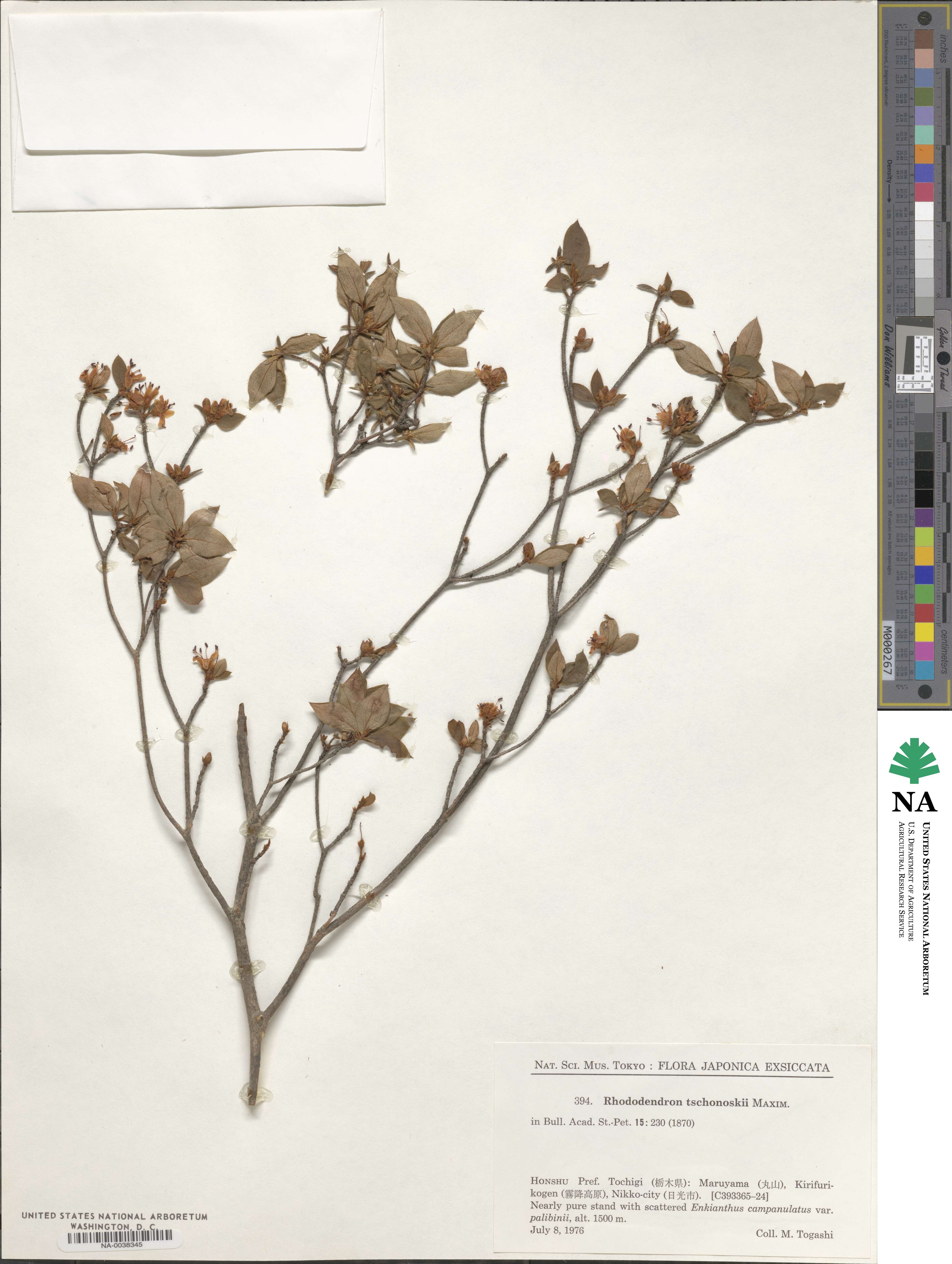 Rhododendron tschonoskii image