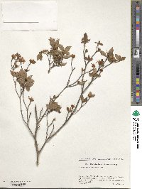 Rhododendron tschonoskii image