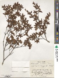 Rhododendron tschonoskii image