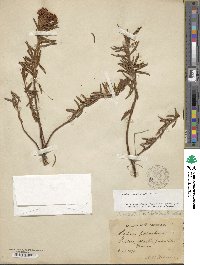 Rhododendron tomentosum image