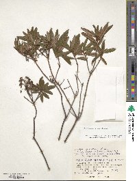 Rhododendron tomentosum image