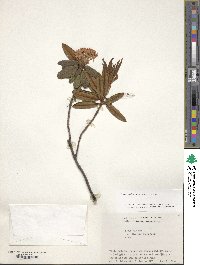 Rhododendron tomentosum image