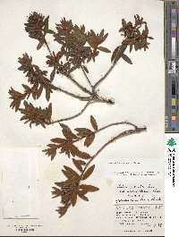 Rhododendron tomentosum image