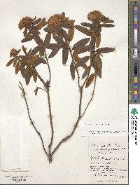 Rhododendron tomentosum image